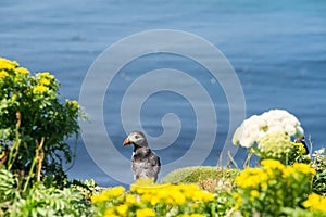 Atlantic puffins, the common puffin, seabird in the auk family, on the Treshnish Isles in Scotland UK