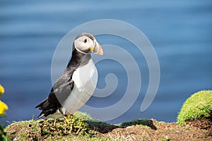 Atlantic puffins, the common puffin, seabird in the auk family, on the Treshnish Isles in Scotland UK