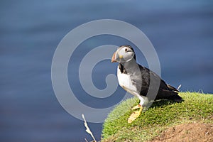 Atlantic puffins, the common puffin, seabird in the auk family, on the Treshnish Isles in Scotland UK