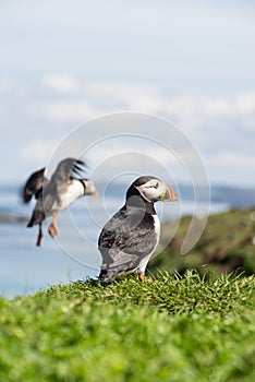 Atlantic puffins, the common puffin, seabird in the auk family, on the Treshnish Isles in Scotland UK