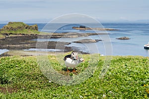 Atlantic puffins, the common puffin, seabird in the auk family, on the Treshnish Isles in Scotland UK