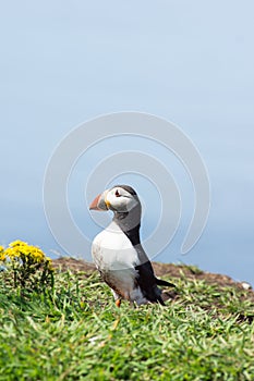 Atlantic puffins, the common puffin, seabird in the auk family, on the Treshnish Isles in Scotland UK