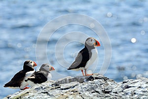 Atlantic puffins, Farne Islands Nature Reserve, England