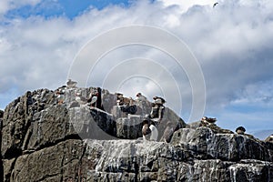 Atlantic Puffins on the Farne Islands - UK
