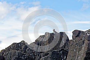 Atlantic Puffins on the Farne Islands - UK