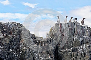 Atlantic Puffins on the Farne Islands - UK