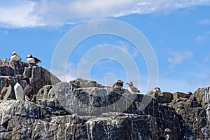 Atlantic Puffins on the Farne Islands - UK