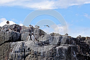 Atlantic Puffins on the Farne Islands - UK