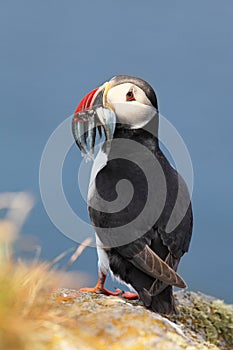 Atlantic Puffins with fish