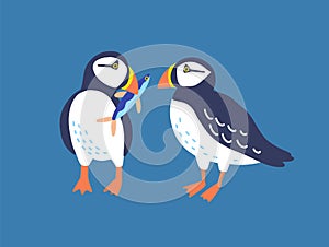Atlantic puffins flat vector illustration. North fauna, wildlife. Red Book bird. Seafowl with fish in beak. Arctic shore
