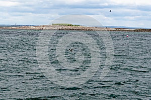 Atlantic Puffins in flight on the Farne Islands - UK