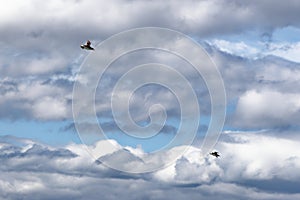 Atlantic Puffins in flight on the Farne Islands - UK