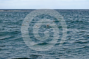 Atlantic Puffins in flight on the Farne Islands - UK