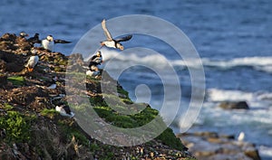 Atlantic puffins Fratercula arctica