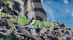 Atlantic puffins Fratercula arctica on bird island in Elliston, Newfoundland.