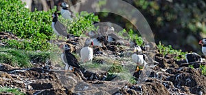 Atlantic puffins Fratercula arctica on bird island in Elliston, Newfoundland.