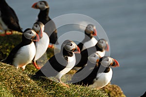 Atlantic puffins Fratercula arctica in Raudinupur, Iceland