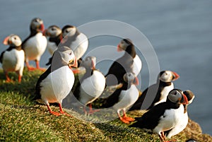 Atlantic puffins Fratercula arctica in Raudinupur, Iceland