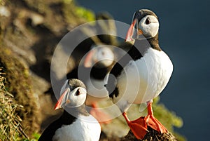 Atlantic puffins Fratercula arctica in Raudinupur, Iceland