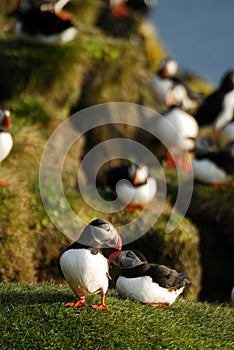 Atlantic puffins Fratercula arctica in Raudinupur, Iceland photo