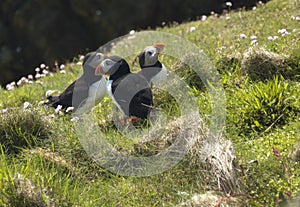 Atlantic puffins on grassy clifftop