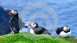 The Atlantic Puffins Group. Wallpaper.