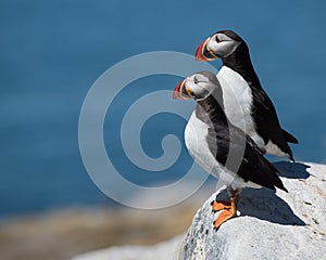 Atlantic Puffins III