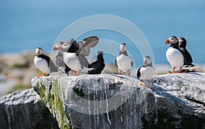 Atlantic Puffins