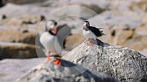 Atlantic Puffins on Machias Seal Island off the Coast of Maine