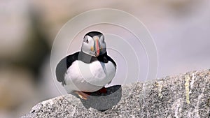 Atlantic Puffins on Machias Seal Island off the Coast of Maine