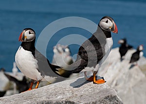 Atlantic Puffins in Maine photo