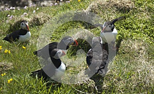 Atlantic puffins meeting