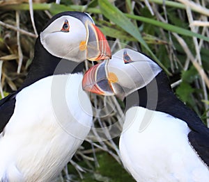 Atlantic puffins in Mingan Archipelago, Cote-Nord, Quebec photo