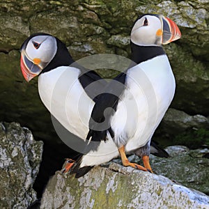 Atlantic puffins in Mingan Archipelago, Cote-Nord, Quebec photo