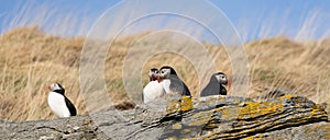 Atlantic Puffins perched atop a rocky surface with their beaks open