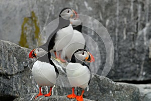 Atlantic Puffins