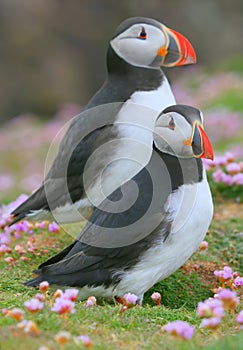 Atlantic puffins and pink thrift flowers