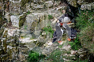 Atlantic puffins, ratercula arctica, greeting each other by rubbing beaks