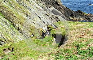 Atlantic puffins, Shetland