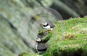 Atlantic puffins, Shetland