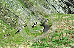 Atlantic puffins, Shetland