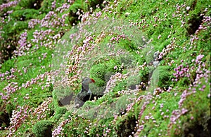 Atlantic puffins, Shetland