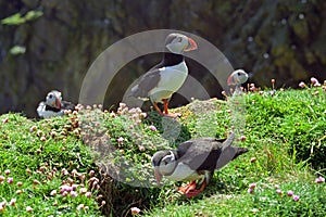 Atlantic puffins, Shetland