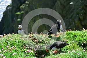 Atlantic puffins, Shetland