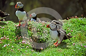 Atlantic puffins, Shetland