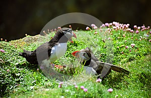 Atlantic puffins, Shetland