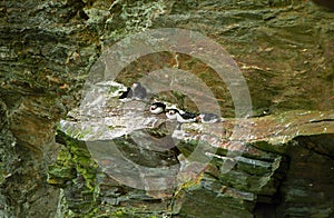 Atlantic puffins, Shetland