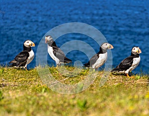 Atlantic puffins