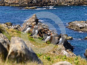 Atlantic puffins