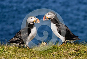 Atlantic puffins